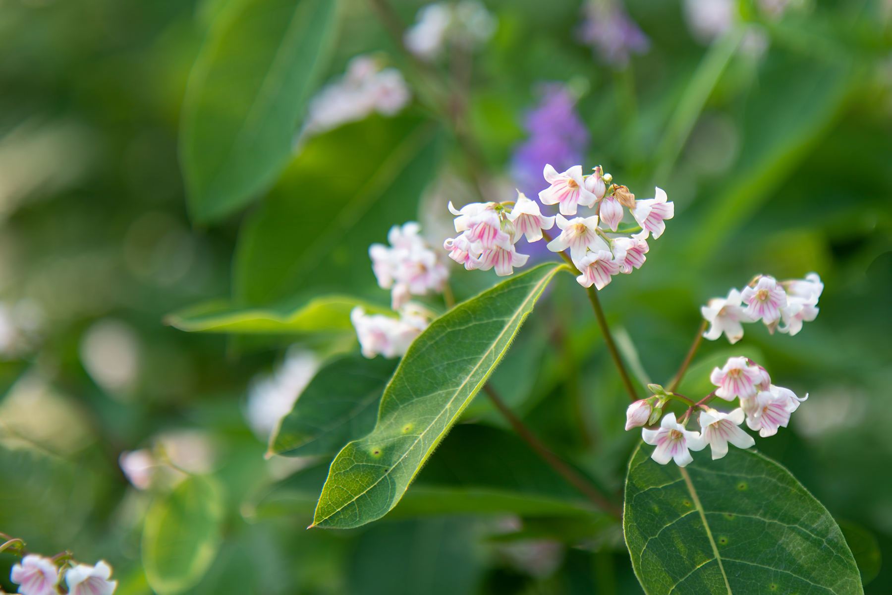 Plant Poisoning in Goats: Cardiac Glycosides